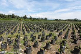  WILMAR INTERNATIONAl: Laba Semester I/2014 Turun 37,7%